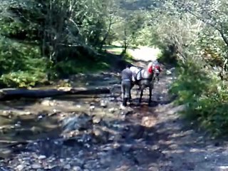 Caii lui  Cosmin din Piatra Neamt in padure