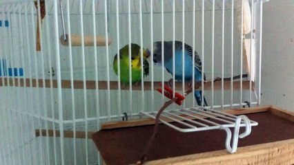 Periquitos acicalandose