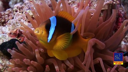 Saltan Pececitos - Melany Orellana