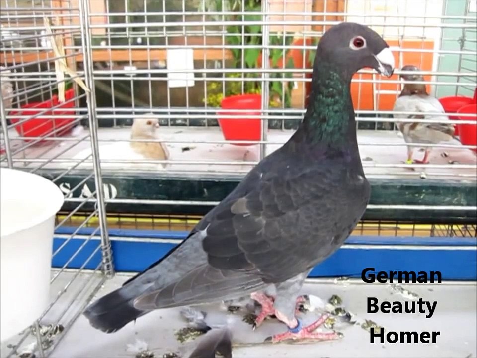 Fancy Pigeon Breeds G, Rassetauben in Englisch mit G