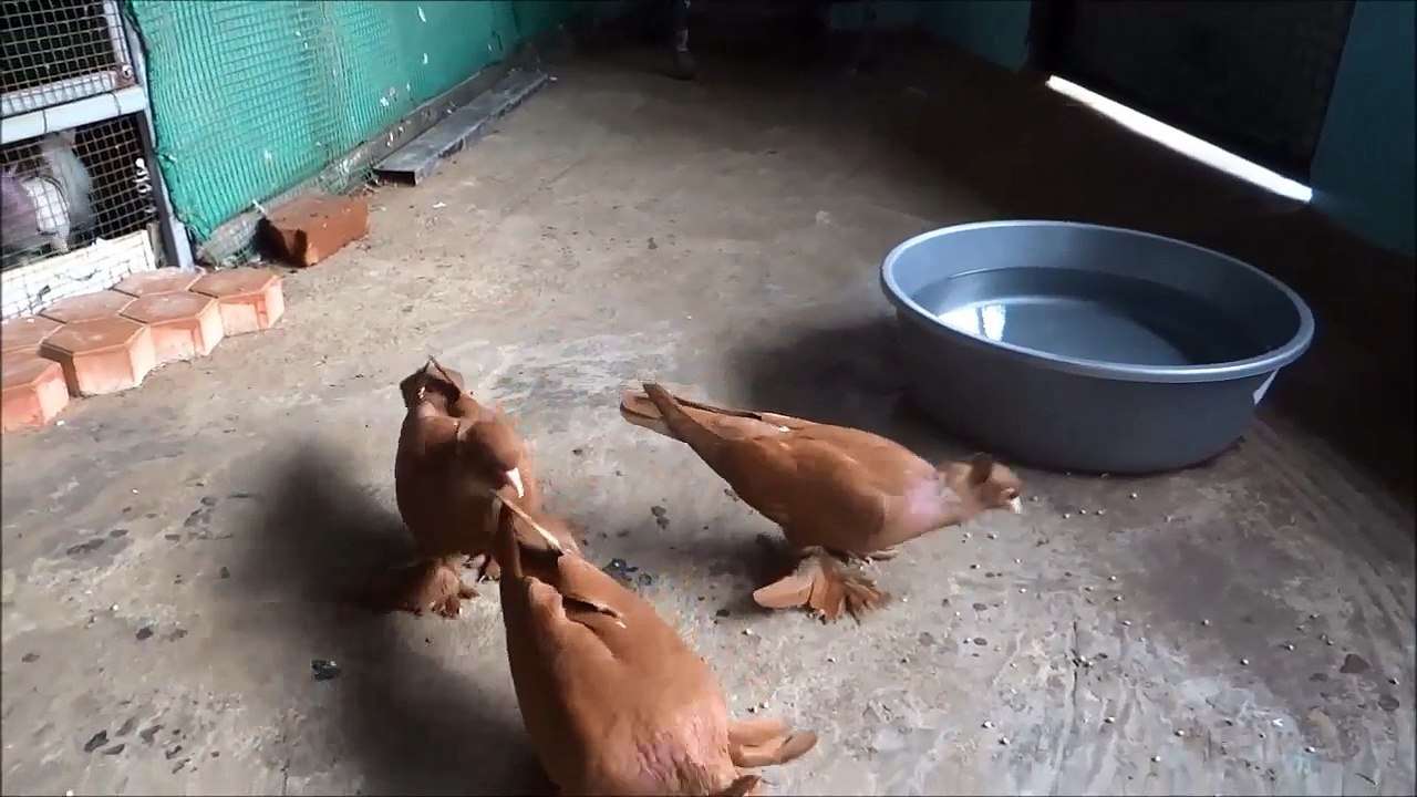 Indian Fancy Pigeon Breeds