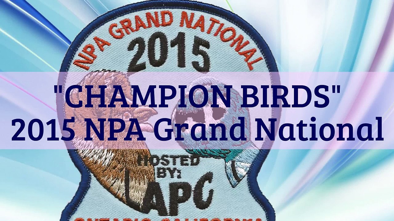 Champion Birds - 2015 NPA Grand National Pigeon Show