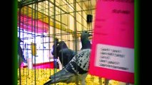 Pp Presenta Canada's own Calgary Fancy Pigeon Association Annual Show