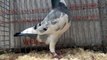 german beauty homer (fancy pigeon)