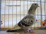 Fancy Pigeon Breeds T, Rassetauben in Englisch mit T