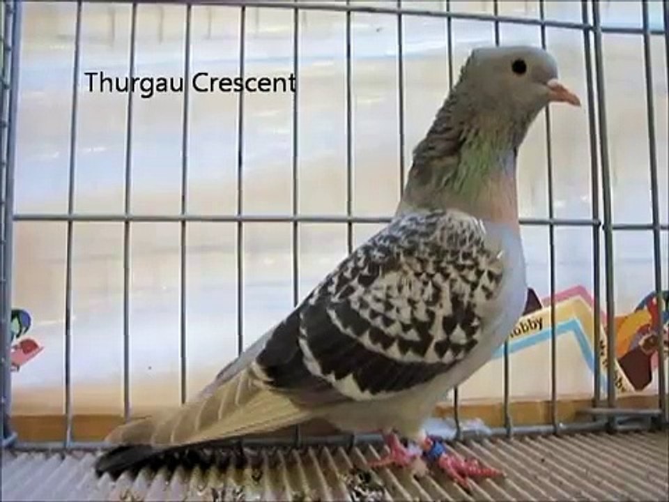 Fancy Pigeon Breeds T, Rassetauben in Englisch mit T