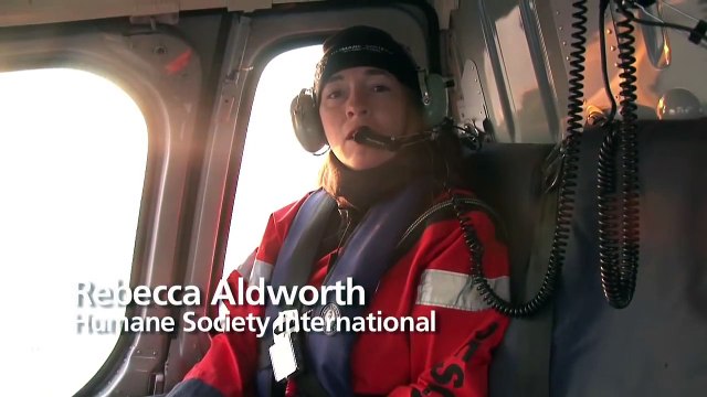 Canada's Harp Seal Hunt