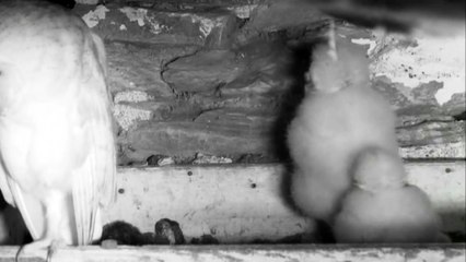 Sex - Not in front of the children, please - Shocking!