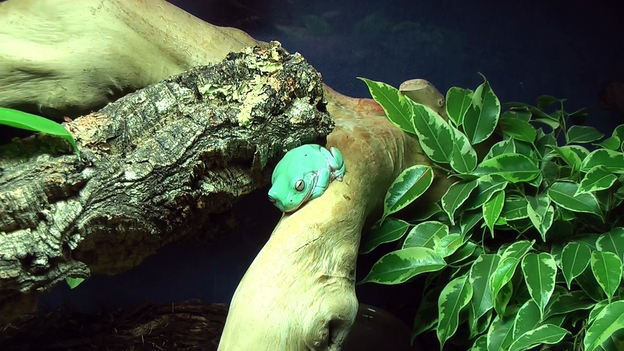 whites tree frog