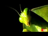 Deadly Insects: Hooded Mantis (HD)
