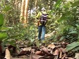 High-tech tagging helps restart Liberian logging