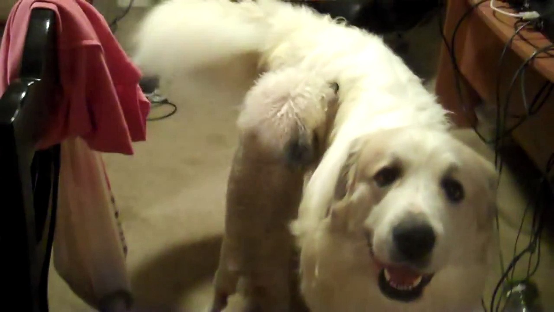 Little Dog on Big Dog