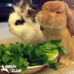 Ekran Dişleten Tavşan Videosu