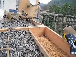 روائع فيديو الحسون 8