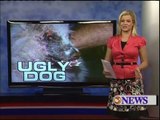 Owner Turns Blind Eye to Dog's Ugly Appearance, Opens Heart - KiiiTV3.com South