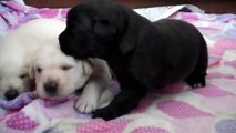 Labrador puppies 1 to 3 weeks old