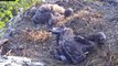 MNBound Eaglets Harmony 30 Days & Peace 27 Days Old 5-15-13