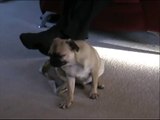 Pug falling asleep - very funny!!