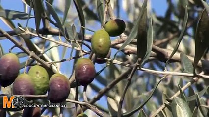 Irpinia - olio extravergine oliva dop ravece - istituzioni.mpg