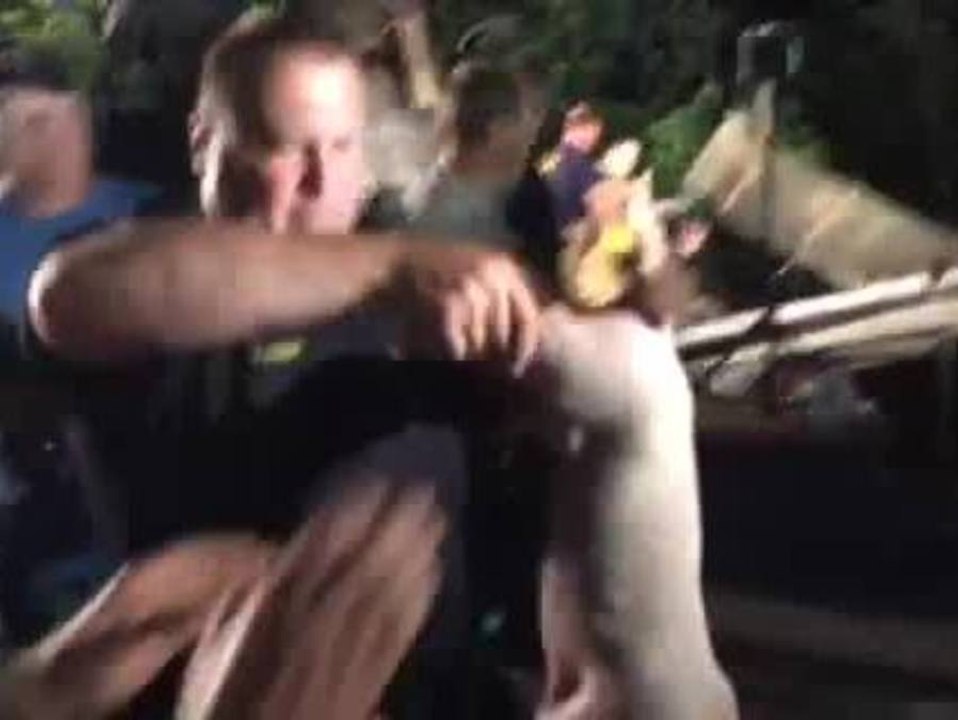 Pig truck crash: Pigs loaded onto new trailer (raw video)