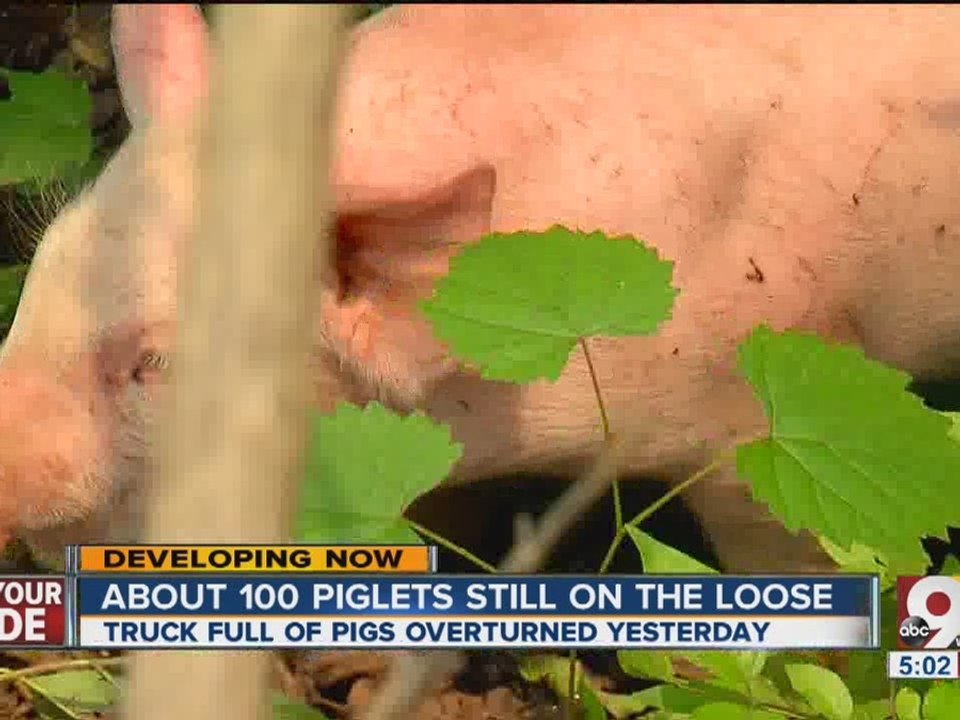 About 100 baby pigs still on the loose after semi truck flipped