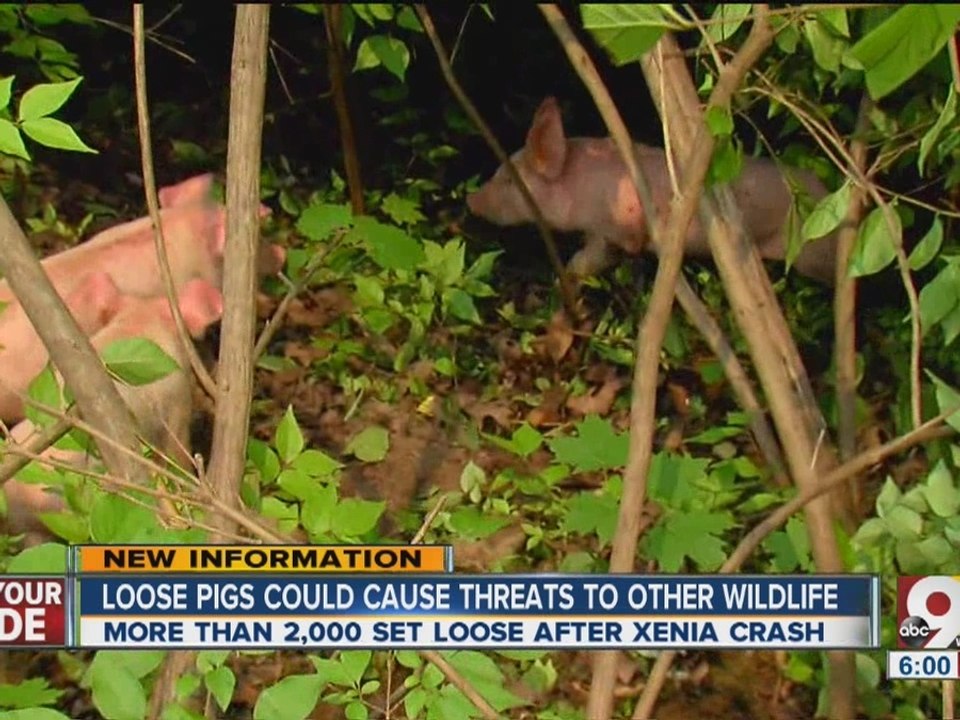 Ohio pig truck crash: Loose pigs could become feral, threaten wildlife