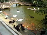 Geese Feeding Fish
