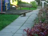 cat stalking its prey!