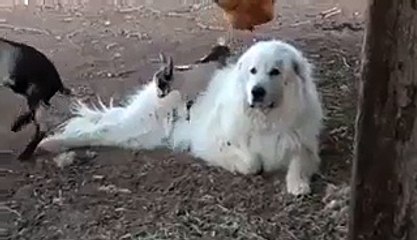 Baby Goats Torment Bigger Dog - Video