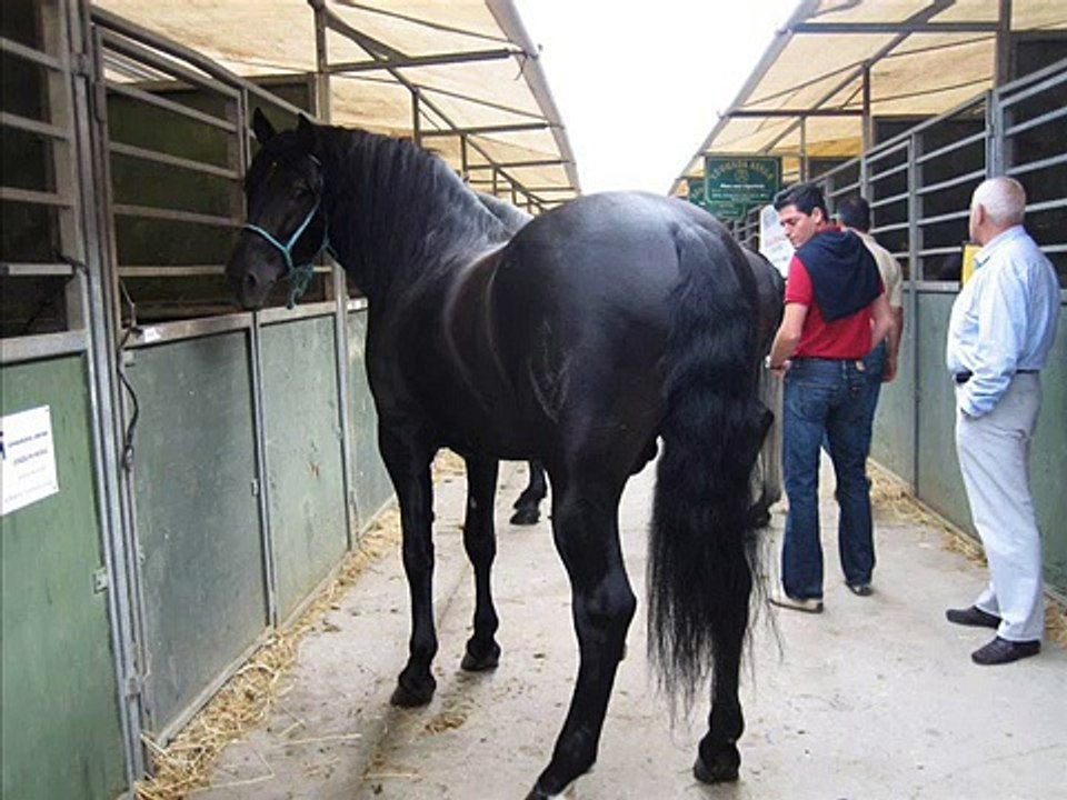 Caballos Raza Española