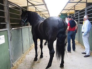 Caballos Raza Española