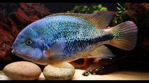 Peces mexicanos/ Mexican Fish/ Paratheraps and Vieja
