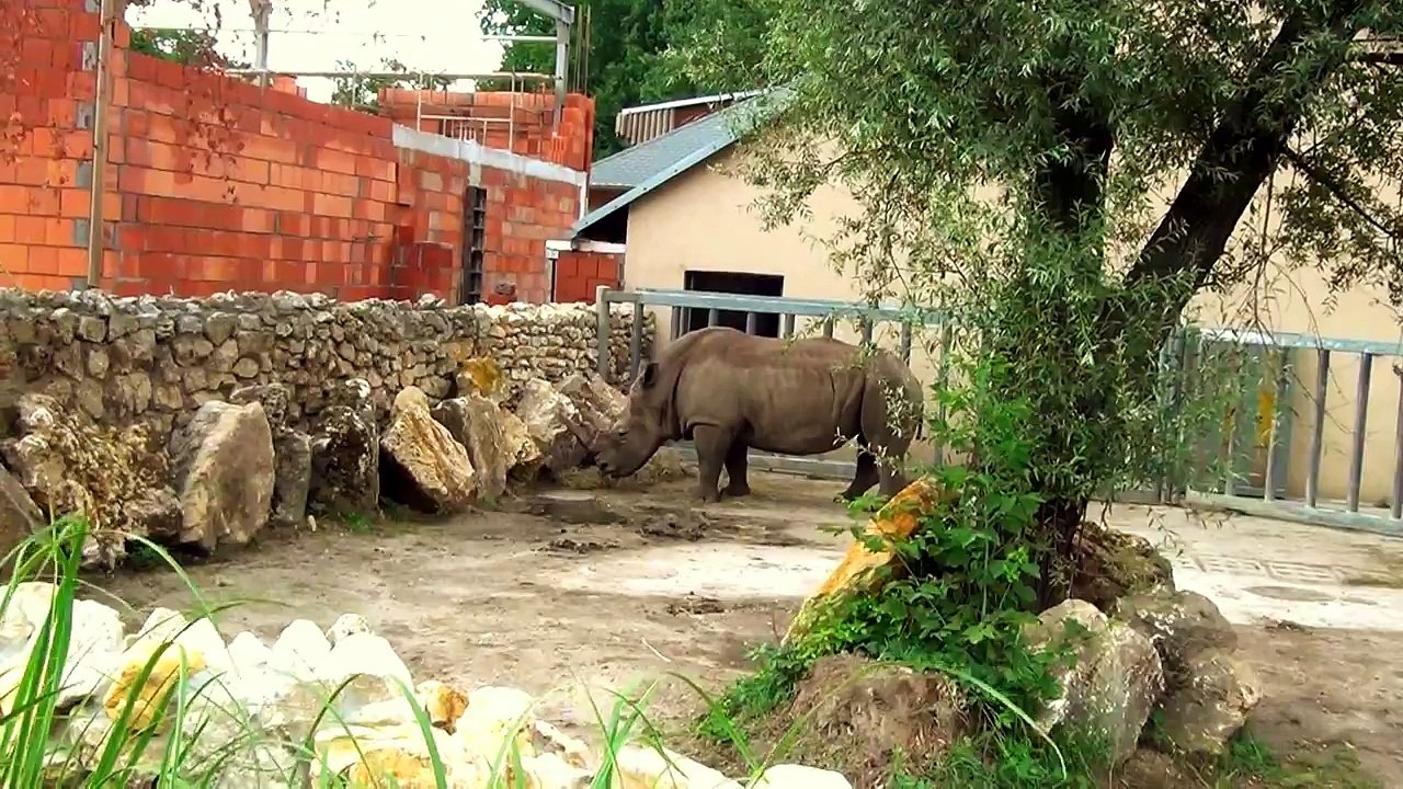 Eating Rhino in Opole Zoo Jedzący Nosorożec w Zoo Opole