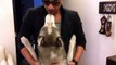 Siberian Husky - Best Welcome EVER - Reunion after 6 months