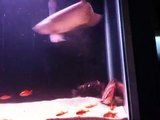 Jardini arowana and Indo datnoids feeding