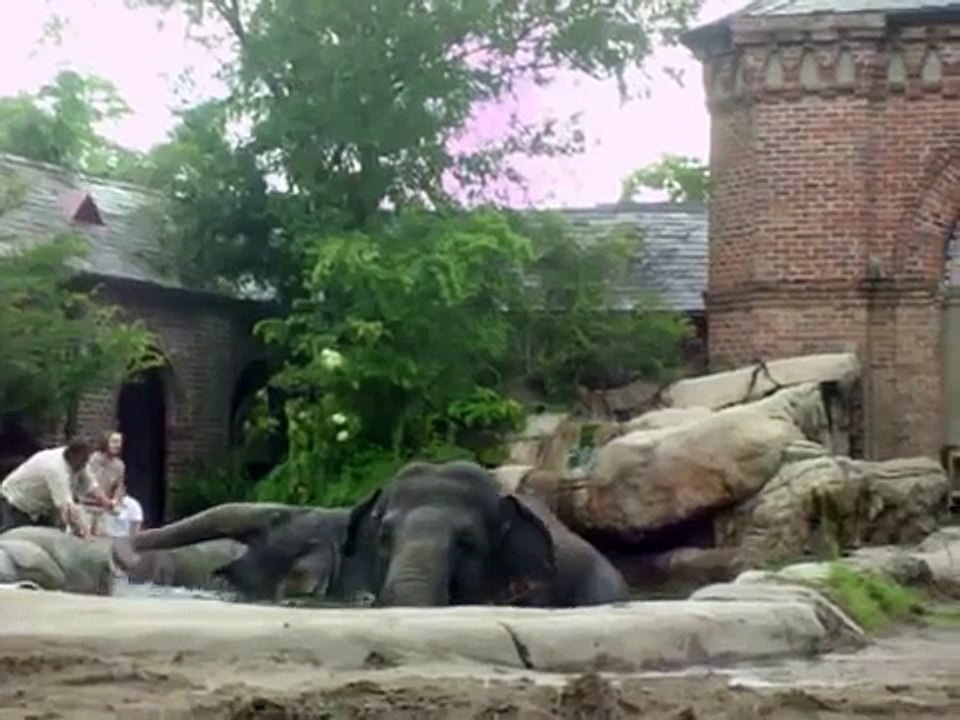 Audubon Zoo Elephants Up Close