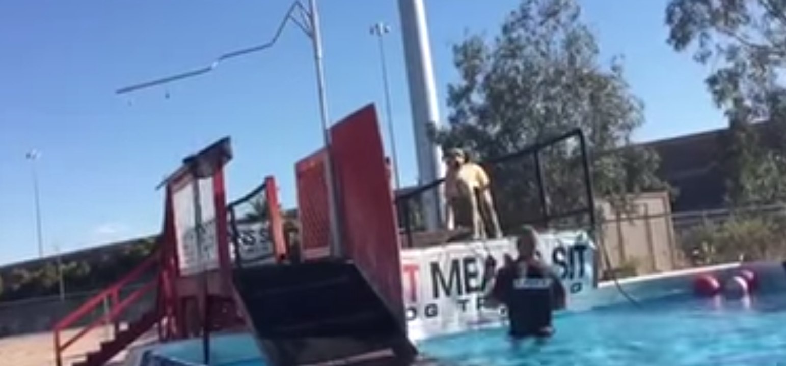 Teaching a Great Dane to Swim