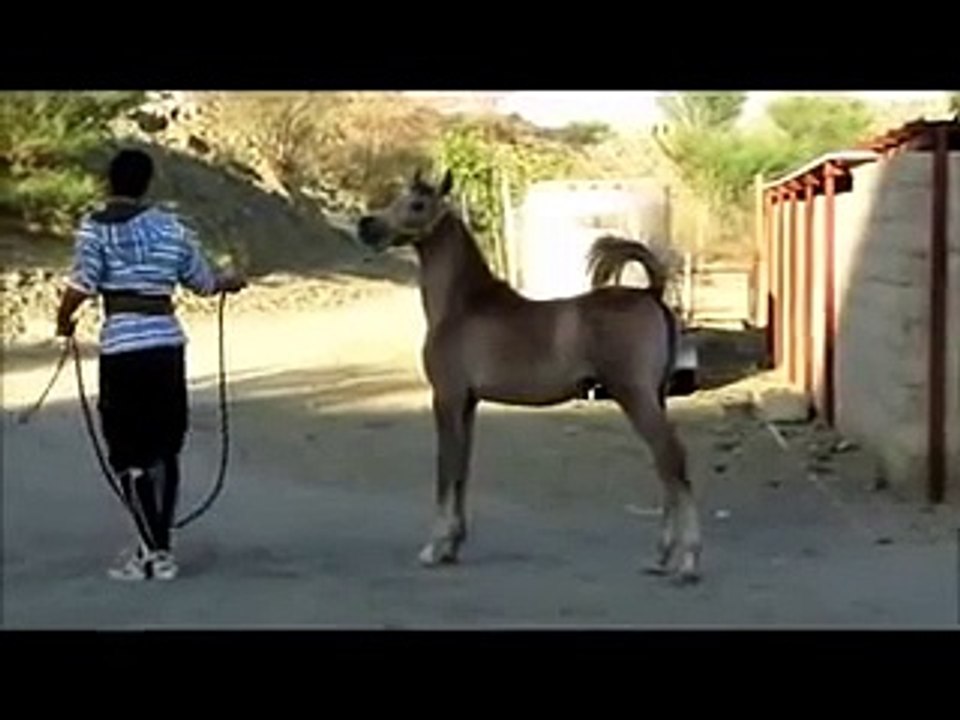 مربط الجياد /كنوز الجياد