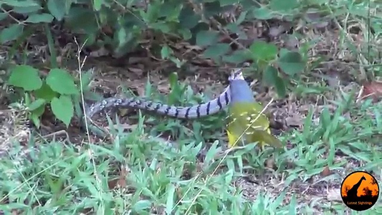 Bird vs Snake