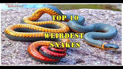 Top 10 Weirdest  Snakes