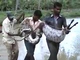 big snake caught by villagers,post martum of snake,goat was in tummy