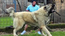 Kangal VS Caucasian Ovcharka | Best Guard Dogs in the world