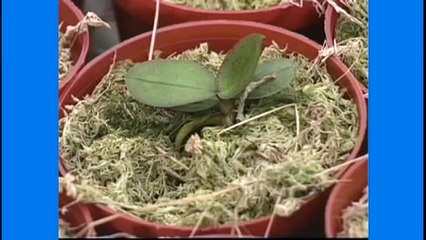 Curso Cultivo de Orquídeas - Substrato para Orquídeas - Cursos CPT