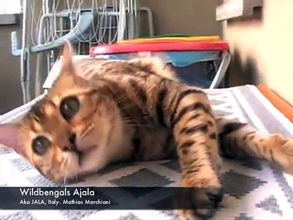 jala - my beautiful Bengal cat -