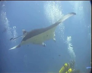 Jumping Giant Manta Ray