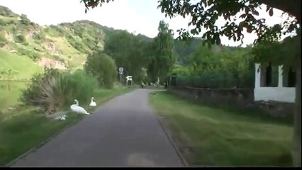 Radfahren und Radtouren in Deutschland - Mosel-Radweg
