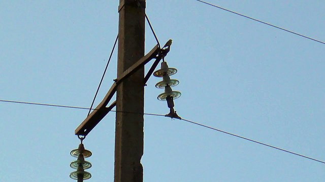 Serinus serinus singing to each other