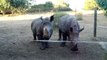 Des Cris de bébé rhinocéros plutôt étrange