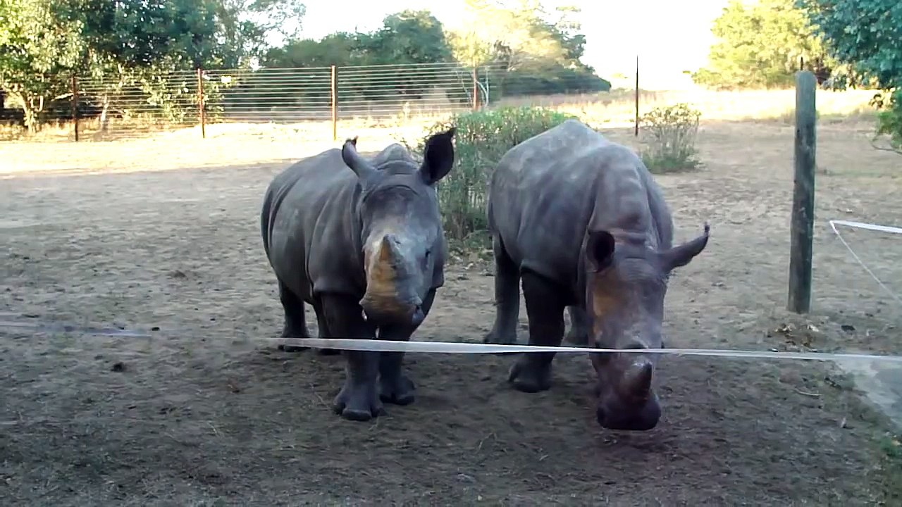 Des Cris de bébé rhinocéros plutôt étrange