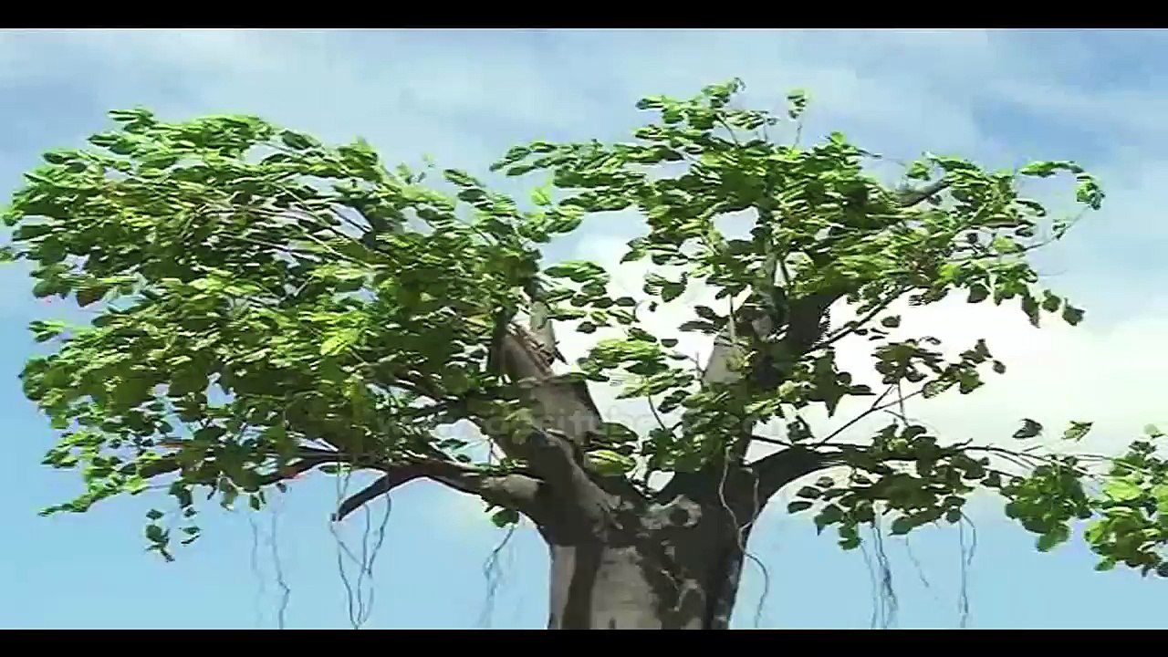 Neeli Chatri Waale: Watch Latest Episode 10th June 2015